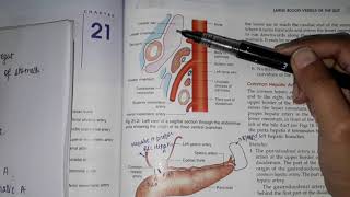 Coeliac trunk amp its branches 💥  origin amp course  anatomy [upl. by Nosnehpets807]