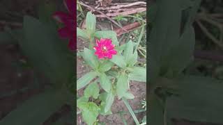 Zinia flower plant in my Garden [upl. by Terrene]