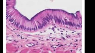 Epithelial Histology Review [upl. by Berger]