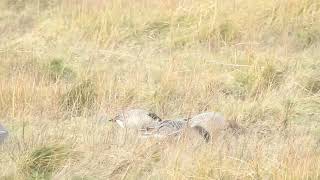 Richardsons Cackling Goose Marshside RSPB 16122 [upl. by Ymor]