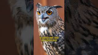 Eurasian EagleOwl One Of The Largest And Visually Striking Owl shorts [upl. by Ortiz]