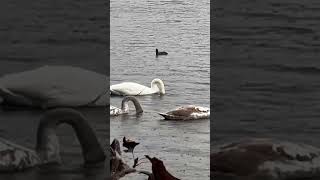 live from tveiten october 12’ 2024 swans in bergen naturebeauty in tve autumn [upl. by Kathleen781]