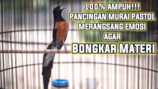 PANCINGAN MURAI BATU PASTOL 100AMPUH MENAIKKAN EMOSI LAWAN AGAR EMOSI DAN IKUT BONGKAR ISIAN [upl. by Marlena126]