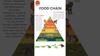 Food Chain  Food Chain Life Cycle in English for Kids kids kidsvideo foodchain [upl. by Caryl562]