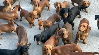 Funny mini wiener dogs Try Not to laugh videos compilation 2021  funny Mini Dachshund dogs videos [upl. by Niltiak94]