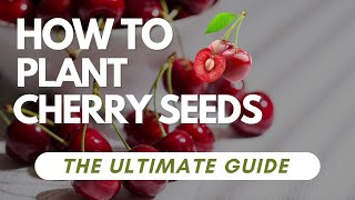 How To Plant Cherry Seeds  The Ultimate Guide [upl. by Ludie]