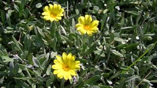 GAZANIA AMARILLA Gazania rigens wwwriomoroscom [upl. by Sascha]