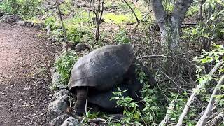 Giant turtles mating at Galapagos Islands [upl. by Zantos155]