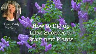 Propagate Lilac Shoots or Suckers  Easiest Way to Start Lilacs [upl. by Marcelle]