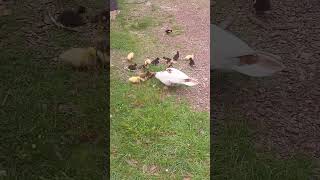 Subscribe for Daily Animal Shorts Ducks cats farm life [upl. by Bruell]