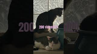 We hit 200 vids music 200videos Stitchysquad [upl. by Whipple]