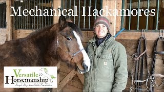 Mechanical Hackamores  Versatile Horsemanship [upl. by Yecam991]