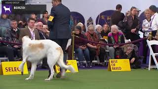 Borzois  Breed Judging 2020 [upl. by Kcinom884]