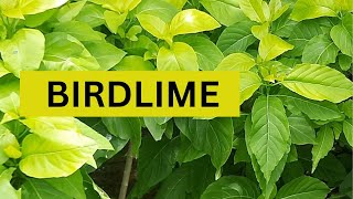 All about Birdlime  How to Grow Pisonia Alba [upl. by Bohman]