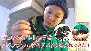 アカメカブトトカゲのアクアテラリウムにメダカを入れてみた！I put killifish in the aqua terrarium of the Red eyed crocodile skink [upl. by Ayvid]