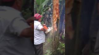 Cinchona Bark Harvesting [upl. by Goldman]