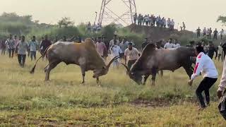 Winner RAJA 🏆  MH ☆bullfight goa ☆☆ traditional bullfight ☆☆ India Goa ☆☆ traditional ox fight [upl. by Bove]