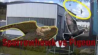 Sparrowhawk attack  Sparrowhawk vs pigeon [upl. by Ark215]