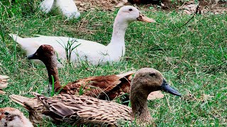 Ducks in Action  Ducks Quacking Sounds [upl. by Haroun]