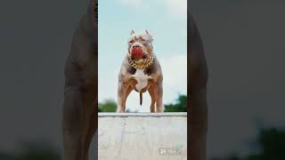 Powerful Pitbull vs Powerful Kangal fight😡☠️😳 dog pitbull kangal shorts [upl. by Bruner]