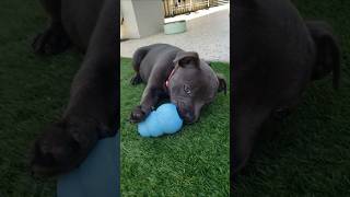 Staffy loves new kong toy [upl. by Ahsinam595]