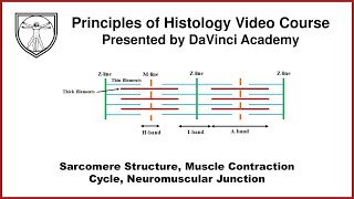 Sarcomere Structure Muscle Contraction Cycle Neuromuscular Junction Muscle Histology Part 2 of 4 [upl. by Junji]