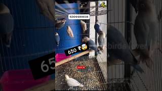 African lovebird breeding pairs at low price 🤯😱birds viralshort trendingshorts [upl. by Ashatan]