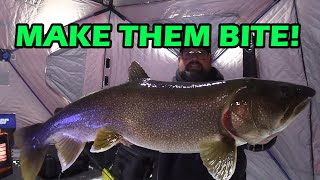 BIG BIG Lake Trout  Ice Fishing [upl. by Ertemed]