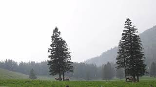 Light Rain on the Mountain Meadows  Nature Sounds relax sleep [upl. by Cadmarr572]