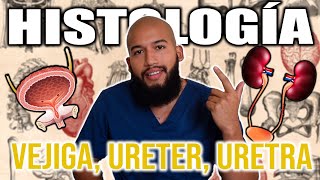 HISTOLOGÍA  VEJIGA URETER URETRA Y CÁLICES Urotelio Vías Urinarias Cálices y Pelvis Renal [upl. by Shayn]