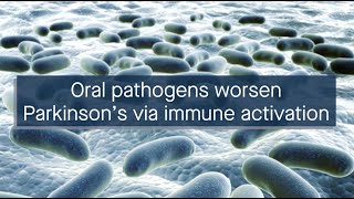 Oral pathogens worsen Parkinson’s disease by activating an immune response [upl. by Kissner522]