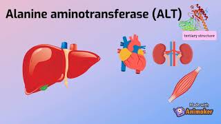 ALANINE AMINOTRANSFERASE  animation [upl. by Junina]