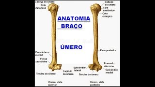 Vídeo Aula 10  Úmero  Braço [upl. by Kotz]