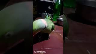 jimmyslife jimmy parrot birds trendingshorts ytshorts funny talkingparrot [upl. by Woodie33]