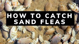 How to Catch Sand Fleas [upl. by Ahsiuqet74]