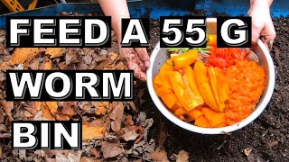 Epic 55 gallon WORM BIN Massive Harvest and Feed [upl. by Hacissej289]