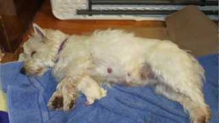 Westie puppies from birth to 8 weeks [upl. by Kannan]