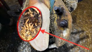 Cut Trim and Cleaning Screw with Nails WAS STUCK IN cows hoof R09  4K [upl. by Erda]