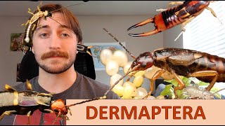 Dermaptera The Earwigs  Order Spotlight [upl. by Ytissac486]