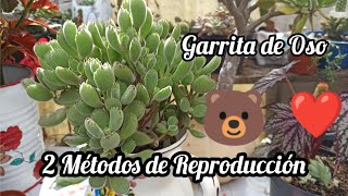 Cómo Propagar la Garrita de 🐻 Cotyledon Tomentosa 🥰❤ [upl. by Auqenahs]