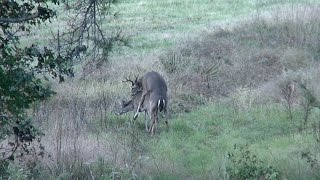 Buck Breeding a Doe East Texas Montgomery County 2014 Whitetail Deer [upl. by Richie]