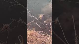 Sky catches big Carp in Tiny Creek [upl. by Vonny209]