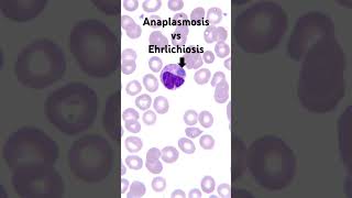 How to tell Anaplasmosis from Ehrlichiosis￼ [upl. by Omrellug]