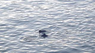 A group of harbour porpoise Phocoena phocoena of West Vancouver [upl. by Eelymmij]