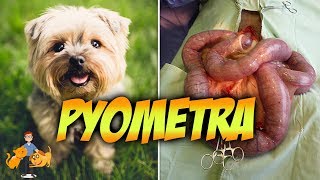 The Emergency Pyometra in Dogs Risks Symptoms  Treatment [upl. by Ardie]