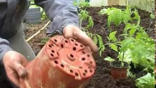 que faire en avril au jardin repiquage des pieds de tomate en serre [upl. by Le]