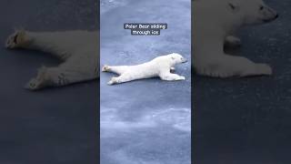 Polar Bear crossing the ice by sliding animals nature shorts ytshorts fyp foryou icebears [upl. by Akcimehs]