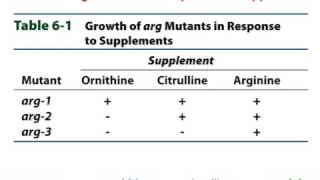 Gene Interactions P1 [upl. by Asinla]