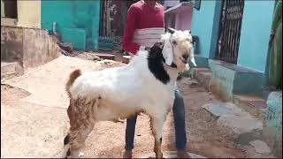 Heavy weight bakra for sale at a reasonable price Contact7097444190 [upl. by Aillicirp]