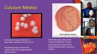 Case Study Presentation about Enterobacter cloacae [upl. by Bashuk]